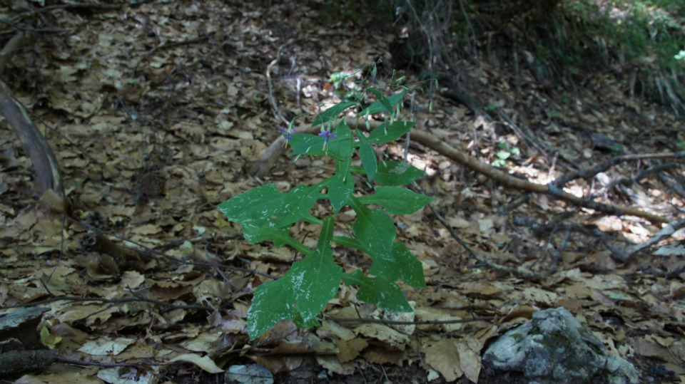 Prenanthes purpurea